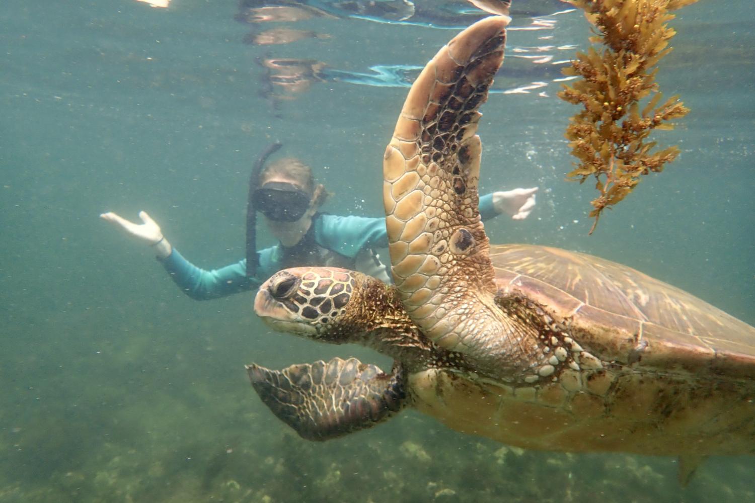 一名<a href='http://f3xy.lfkgw.com'>bv伟德ios下载</a>学生在Galápagos群岛游学途中与一只巨龟游泳.